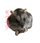 可愛いハムちゃんズ（個別スタンプ：2）