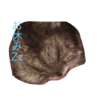 可愛いハムちゃんズ（個別スタンプ：5）