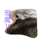 可愛いハムちゃんズ（個別スタンプ：6）