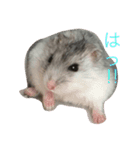 可愛いハムちゃんズ（個別スタンプ：9）