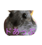 可愛いハムちゃんズ（個別スタンプ：10）