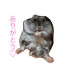 可愛いハムちゃんズ（個別スタンプ：12）