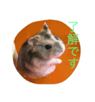 可愛いハムちゃんズ（個別スタンプ：13）