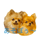 夏のポメラニアン♪（個別スタンプ：2）