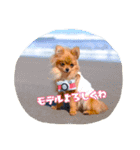 夏のポメラニアン♪（個別スタンプ：4）