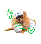 夏のポメラニアン♪（個別スタンプ：7）