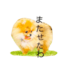 夏のポメラニアン♪（個別スタンプ：11）
