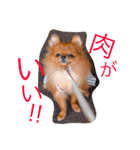 夏のポメラニアン♪（個別スタンプ：13）