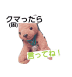 かわいい熊（個別スタンプ：6）