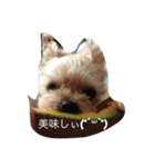 ウチのペ〜ちゃん1（個別スタンプ：13）