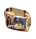 ウチのペ〜ちゃん1（個別スタンプ：17）
