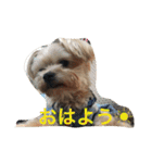 ウチのペ〜ちゃん1（個別スタンプ：19）