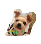 ウチのペ〜ちゃん1（個別スタンプ：30）