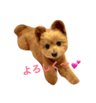 ポメプーのアンジュ（個別スタンプ：6）