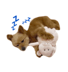 ポメプーのアンジュ（個別スタンプ：7）