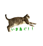 雨と雷（個別スタンプ：16）