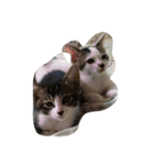 my lovely cat's（個別スタンプ：2）