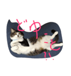 my lovely cat's（個別スタンプ：3）