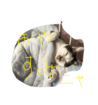my lovely cat's（個別スタンプ：4）