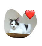 my lovely cat's（個別スタンプ：5）