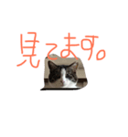 my lovely cat's（個別スタンプ：7）