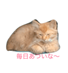 nora（個別スタンプ：1）