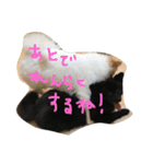 ポメラニアンのゆにペガ（個別スタンプ：5）