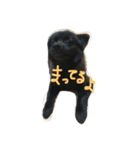 ポメラニアンのゆにペガ（個別スタンプ：8）