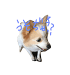 ポメラニアンのゆにペガ（個別スタンプ：10）