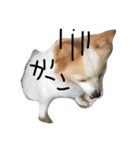 ポメラニアンのゆにペガ（個別スタンプ：11）