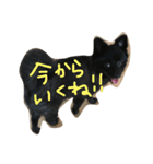 ポメラニアンのゆにペガ（個別スタンプ：13）