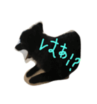 ポメラニアンのゆにペガ（個別スタンプ：15）