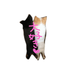 ポメラニアンのゆにペガ（個別スタンプ：17）