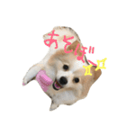 ポメラニアンのゆにペガ（個別スタンプ：24）