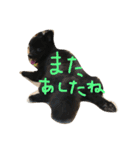ポメラニアンのゆにペガ（個別スタンプ：25）