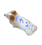 ポメラニアンのゆにペガ（個別スタンプ：28）