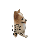 ポメラニアンのゆにペガ（個別スタンプ：29）