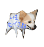 ポメラニアンのゆにペガ（個別スタンプ：32）