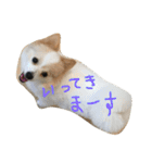 ポメラニアンのゆにペガ（個別スタンプ：39）