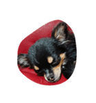 伊藤犬（個別スタンプ：1）