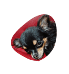 伊藤犬（個別スタンプ：3）