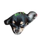 伊藤犬（個別スタンプ：4）