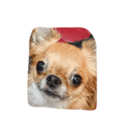伊藤犬（個別スタンプ：5）