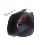 モルモット るる 日常会話（個別スタンプ：3）