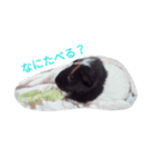 モルモット るる 日常会話（個別スタンプ：4）