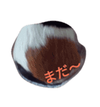 モルモット るる 日常会話（個別スタンプ：8）
