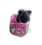 モルモット るる 日常会話（個別スタンプ：9）