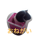 モルモット るる 日常会話（個別スタンプ：10）