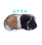 モルモット るる 日常会話（個別スタンプ：12）