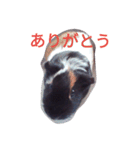 モルモット るる 日常会話（個別スタンプ：18）